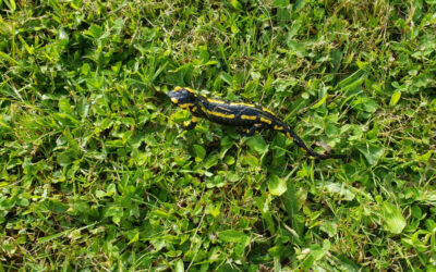La salamandre