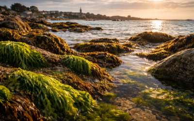 Les algues de Roscoff