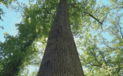 Les arbres remarquables