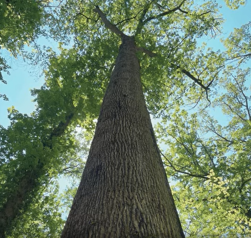 Arbres remarquables - Blog Frédérique Hansberger